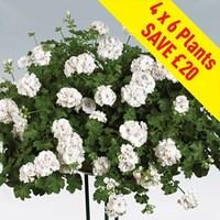 geranium white ivy trailing 24 jumbo plants