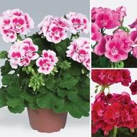 geranium zonal collection 6 jumbo plants