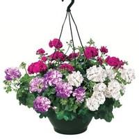 geranium cerise tint trailing 2 pre planted hanging baskets