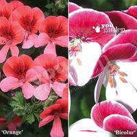 Geranium \'Angel Eyes\' mixed collection - 12 plants