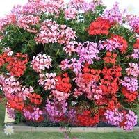 geranium summertime trailing pack of 24 large plugs