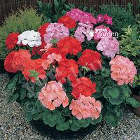 Geranium Cabaret mix 40 plug plants