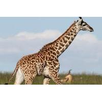 giraffe centre and david sheldrick elephant orphanage tour from nairob ...