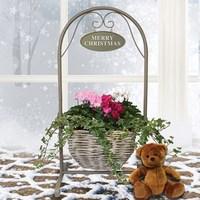 gift deluxe large welcome cyclamen and ivy basket stand with teddy bea ...