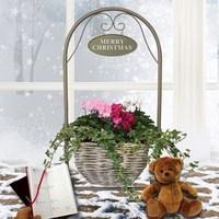 Gift Deluxe Large Welcome Cyclamen and Ivy Basket Stand with Teddy and Dairy