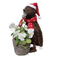 Gift Penguin Planter with White Pansies + Teddy