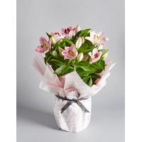 Gift-Wrapped Oriental Lily