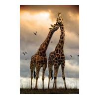 Giraffes Kissing - Maxi Poster - 61 x 91.5cm