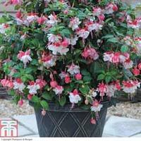 giant patio fuchsia swingtime 1 x giant patio fuchsia swingtime tower  ...