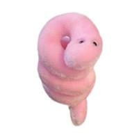 GiantMicrobes Syphilis