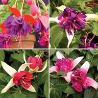 Giant Fuchsias Collection 2 Pre Planted Containers
