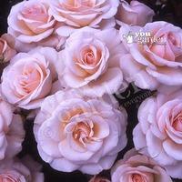 Gift Rose \'Mum in a Million\' 3L pot