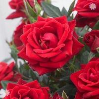 Gift Rose \'My Valentine\' 3L