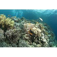 Glass Bottom Boat Cruise and Coral Reef Viewing