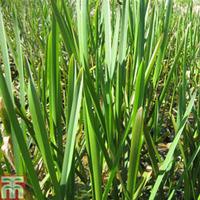 Glyceria maxima (Marginal Aquatic) - 1 x 9cm potted glyceria plant