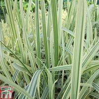 Glyceria maxima var. variegata (Marginal Aquatic) - 3 x 1 litre potted glyceria plants