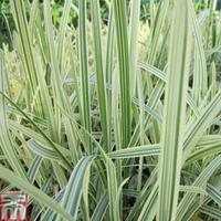 glyceria maxima var variegata marginal aquatic 3 x 1 litre potted glyc ...