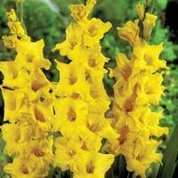 Gladiolus \'Limoncello\' - 10 gladiolus corms