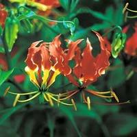 Glory Lily - 1 packet (6 glory l...
