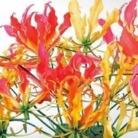 Glory Lily (Mixed) - 1 packet (6 glory lily seeds)