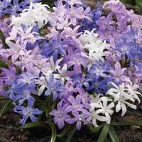 Glory of the Snow \'Mixed\' - 100 glory of the snow bulbs