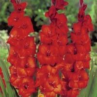 Gladiolus \'Brown Sugar\' - 10 gladiolus corms