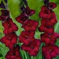 gladiolus black surprise 10 gladiolus corms