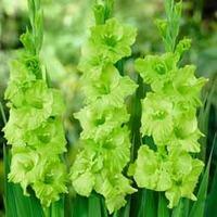 Gladiolus \'Green Star\' - 10 gladiolus corms
