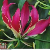 Glory Lily - 3 glory lily tubers