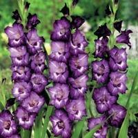Gladiolus \'Macarena\' - 10 gladiolus corms