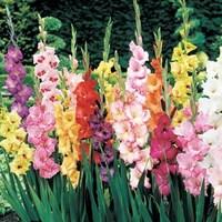 Gladioli 50 Bulbs