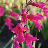 Gladioli byzantinus 25 Bulbs