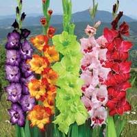 Gladiolus \'Carnival Collection\' - 50 gladiolus corms