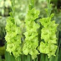 Gladiolus \'Green Star\' - 20 gladiolus corms