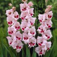 Gladiolus \'Wine and Roses\' - 20 gladiolus corms