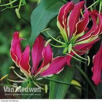 Glory Lily - 1 Glory Lily tuber