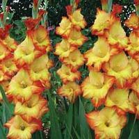 Gladiolus \'Princess Margaret Rose\' - 10 gladiolus corms