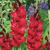 Gladiolus \'Baccarat\' - 10 gladiolus corms