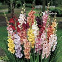 gladioli bulbs mixed colours pack x 100 bulbs