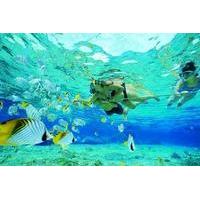 Gold Coast Guided Snorkel with Fish Tour