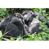 Gorilla Trekking and Wildlife Game Drives in Rwanda and Burundi