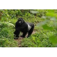 Gorilla Tracking Day Tour from Kabale