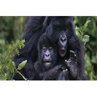 Gorilla Trekking Day Tour from Kigali
