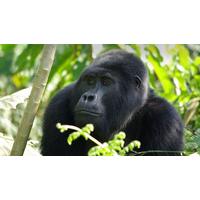 Gorilla Trek Independent Adventure