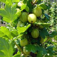 Gooseberry Bush Gift