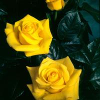 Golden Wedding Rose Bush Gift