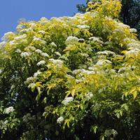 golden elderberry hedging 25 bare root hedging plants