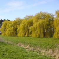 golden weeping willow hedging 10 bare root hedging plants