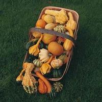 Gourd \'Autumn Glory\' - 1 packet (25 gourd seeds)