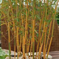 golden bamboo 2 x 9cm potted golden bamboo plants